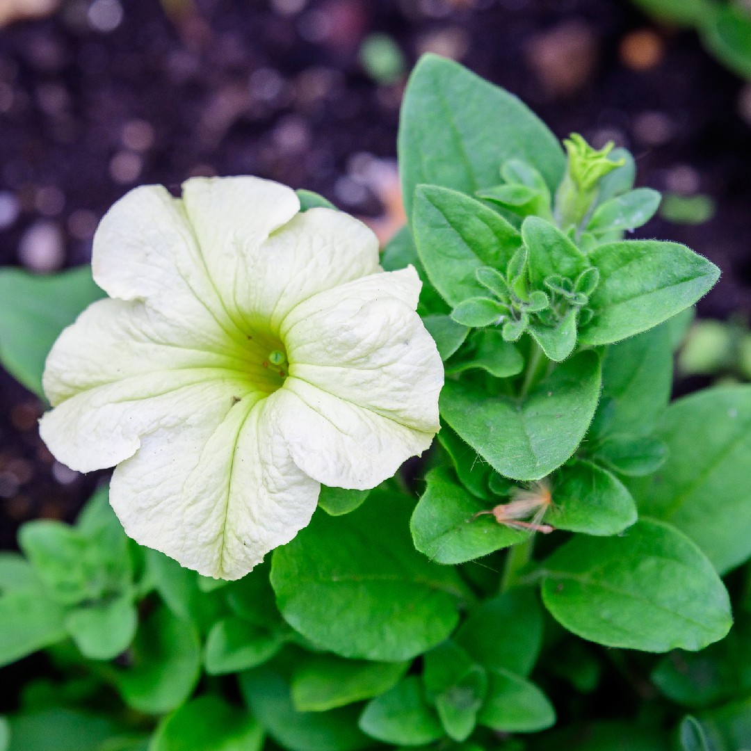 De confianza fertilizante Dormido Large white petunia (Petunia axillaris) Flower, Leaf, Care, Uses -  PictureThis