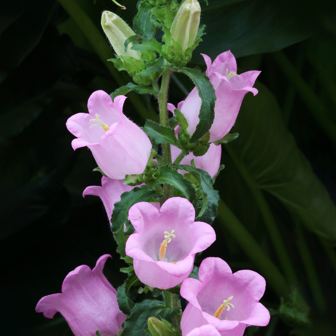 ツリガネソウ (Campanula medium) 花言葉，毒性，よくある質問