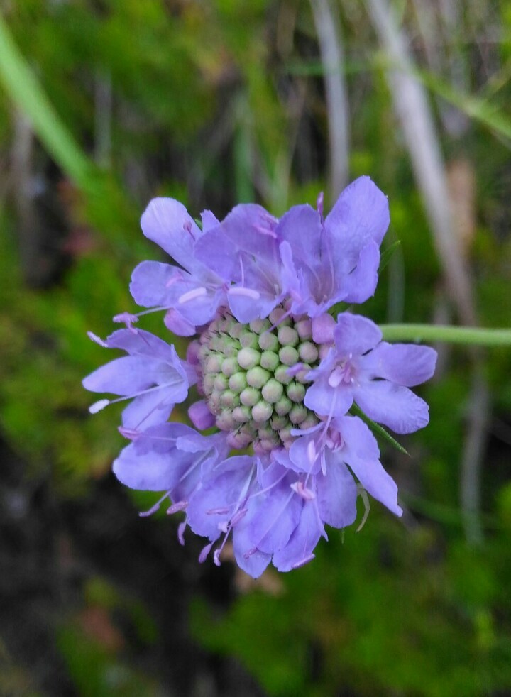 スカビオサ・シネレア (Scabiosa cinerea) - PictureThis