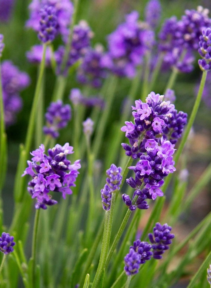 ラベンダー 'Thumbelina Leigh' (Lavandula angustifolia 'Thumbelina