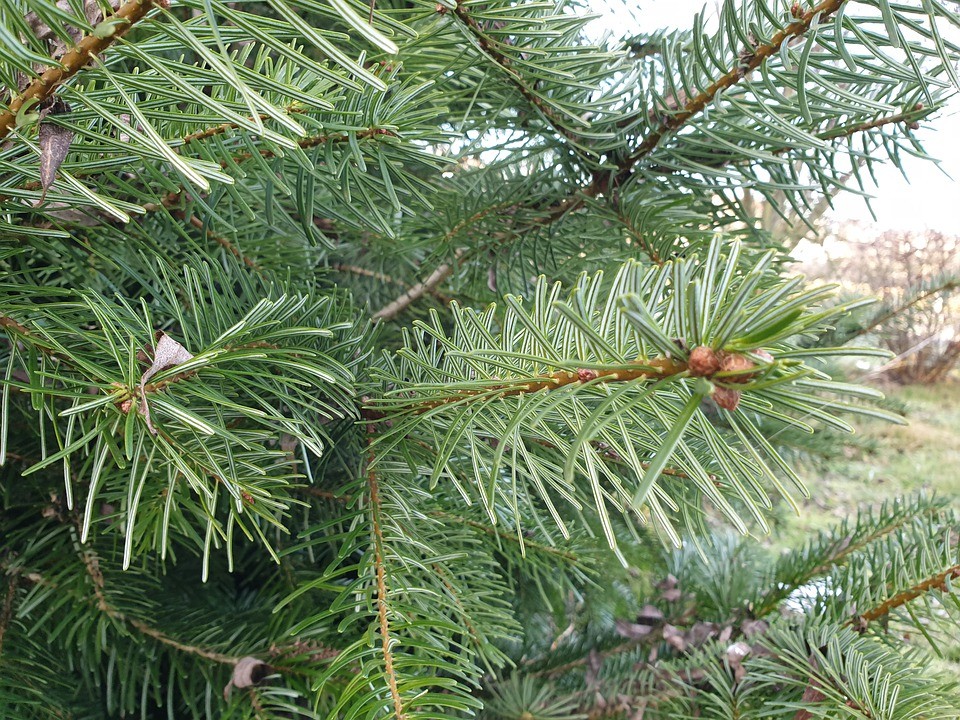 abies nordmanniana コーカサスモミ もみの木 苗 針葉樹 【公式