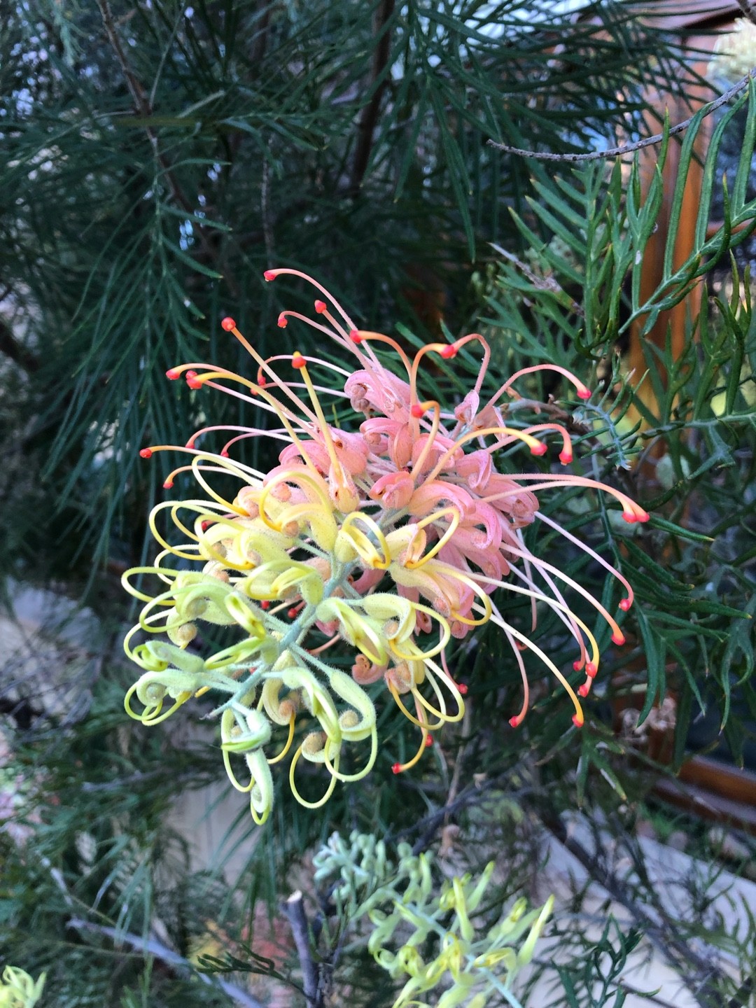 Grevillea 'Peaches and Cream' PictureThis