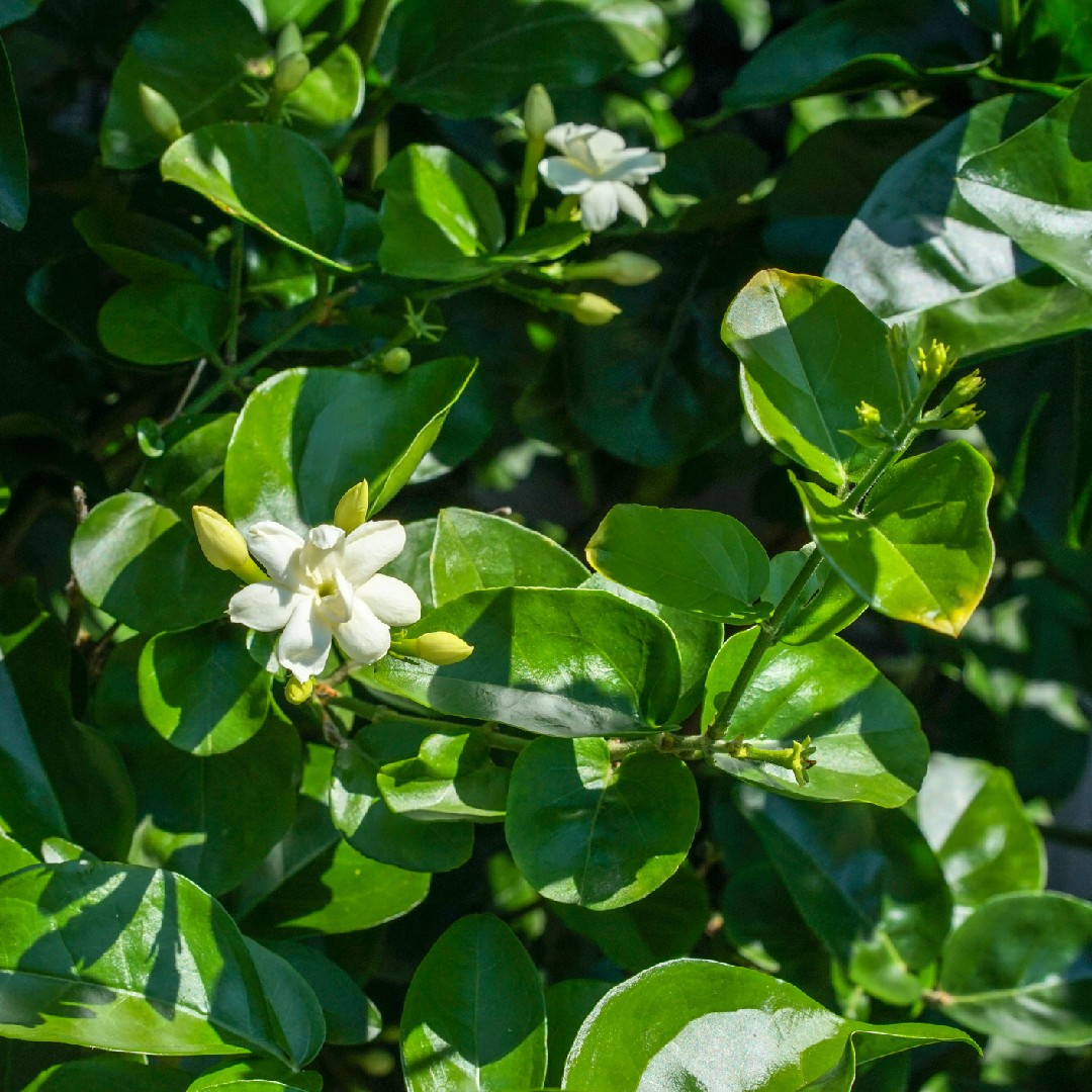 Arabian jasmine (Jasminum sambac) Flower, Leaf, Care, Uses - PictureThis