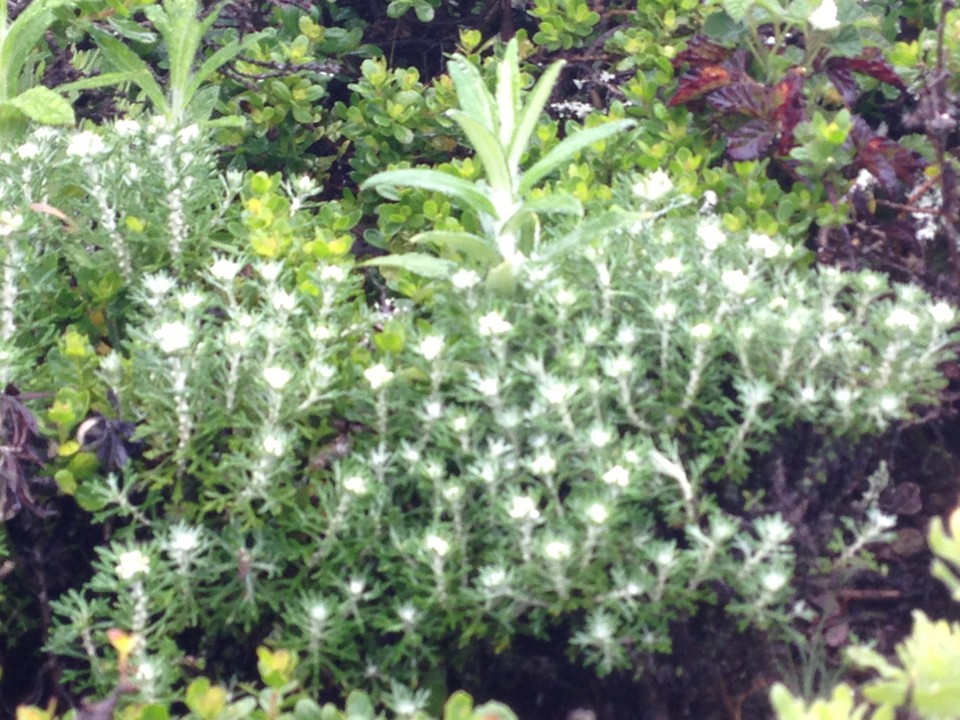 Tournesol cotonneux (Eriophyllum)