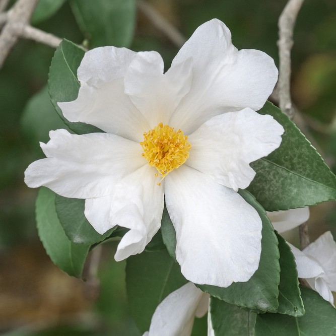 Camélia oleifera (Camellia oleifera) - PictureThis