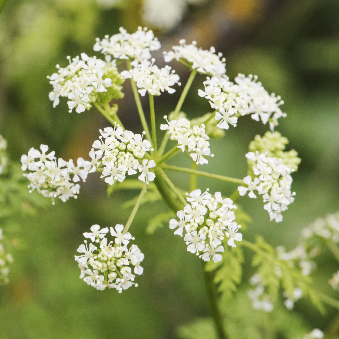 Image of Hemlock weed flower close-up