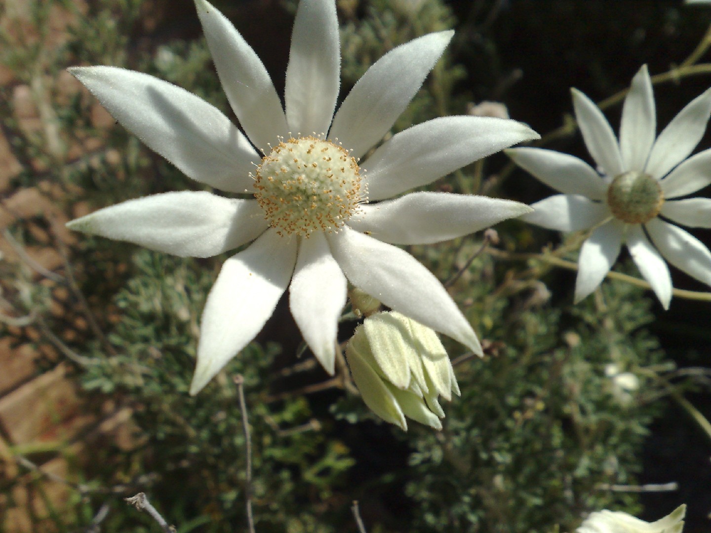 Flannel flower Care (Watering, Fertilize, Pruning, Propagation