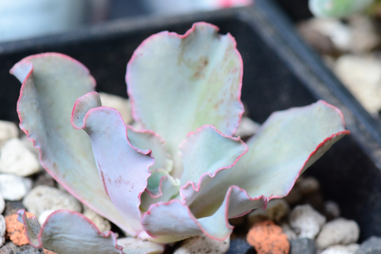 タカサゴノオキナ（高砂の翁） (Echeveria 'Takasago No Okina