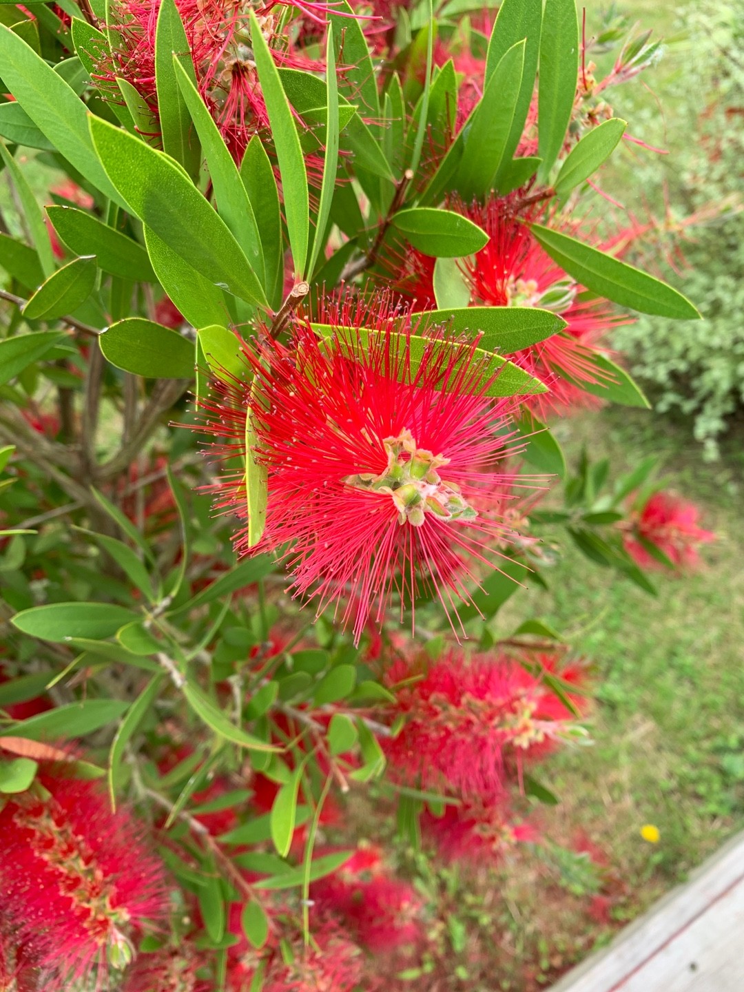Learn How to Plant, Grow, and Maintain a Beautiful Bottle Brush Tree