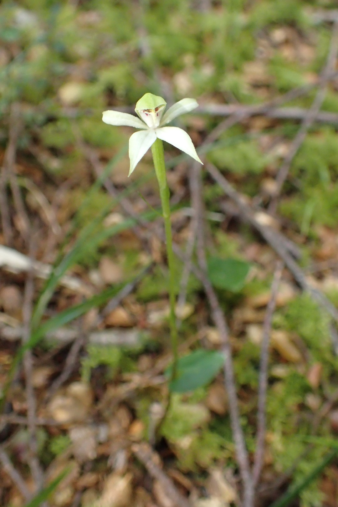 Adenochilus gracilis PictureThis