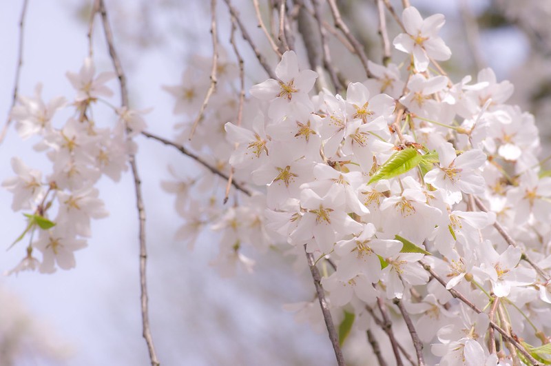 枝垂櫻様 醍醐寺三宝院枝垂櫻吹雪 中島千波 | 絵画販売・買取