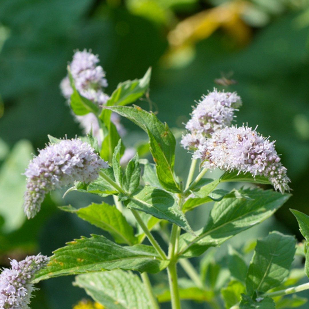 Soak Full Size Wild Mint