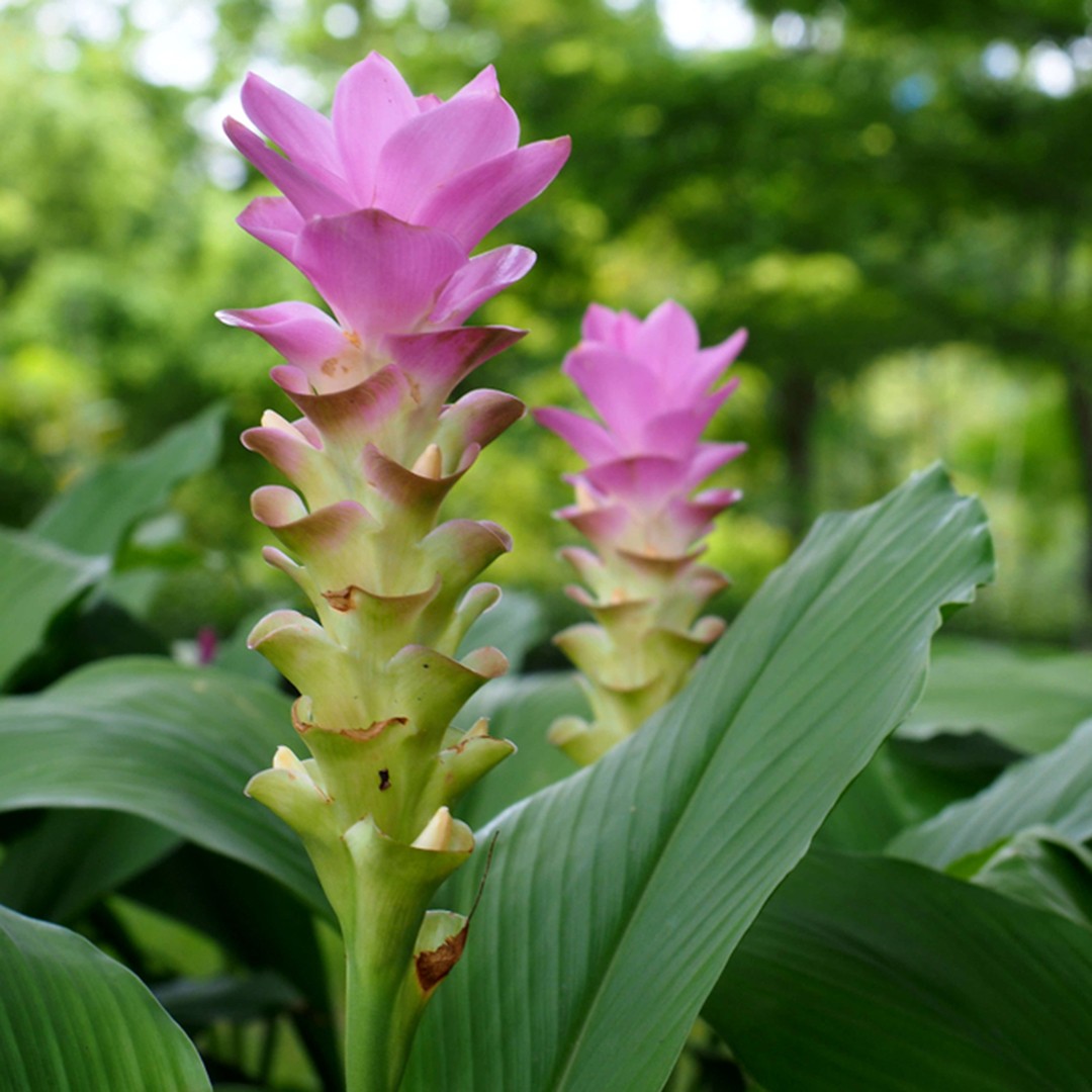 Azafrán de la india (Curcuma longa) - PictureThis