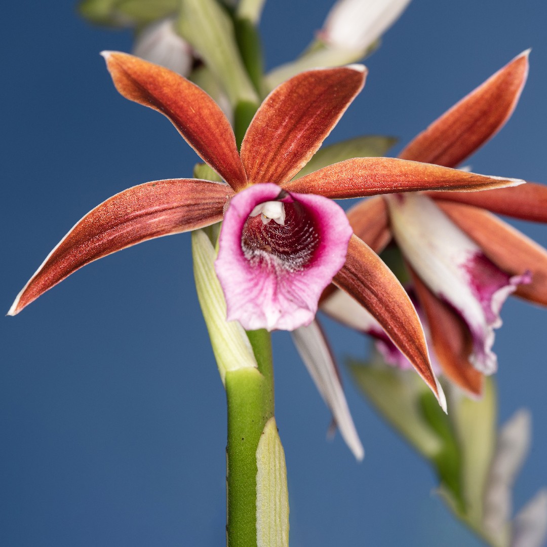 Orquídea de pantano Cuidados (Plantando, Fertilizantes, Enfermedades) -  PictureThis