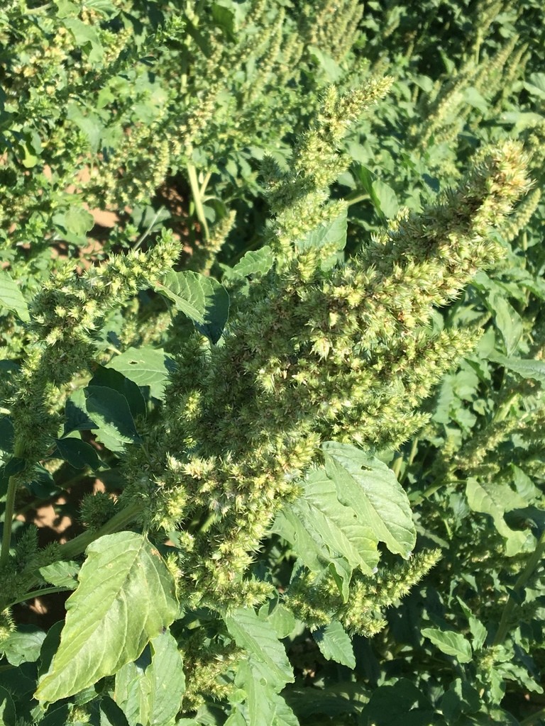 Amaranths - Amaranthus (Taxonomy, Characteristics, Distribution