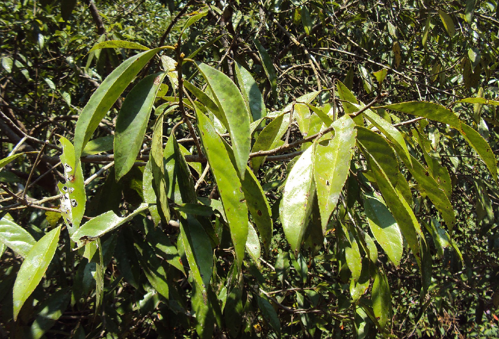アオバノキ Symplocos Cochinchinensis 花言葉 学名 よくある質問 Picturethis