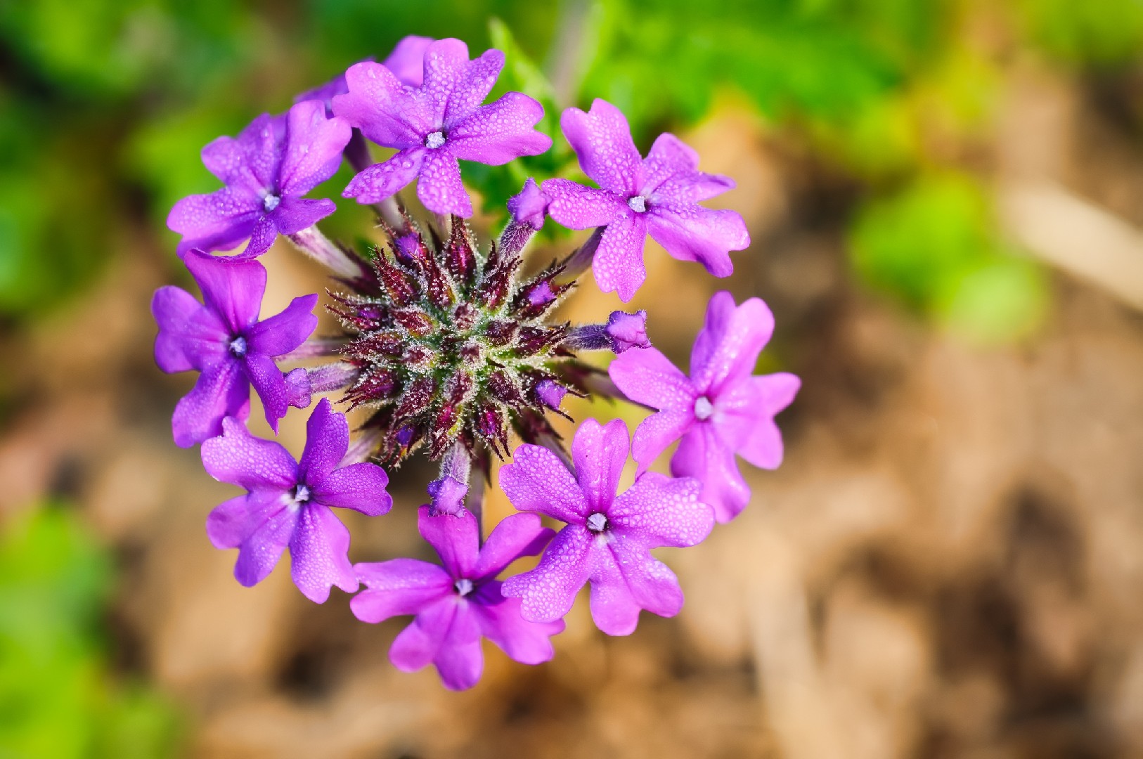Purple Flowers Fade Set- Purple Heart, Blossom, Verbena - three