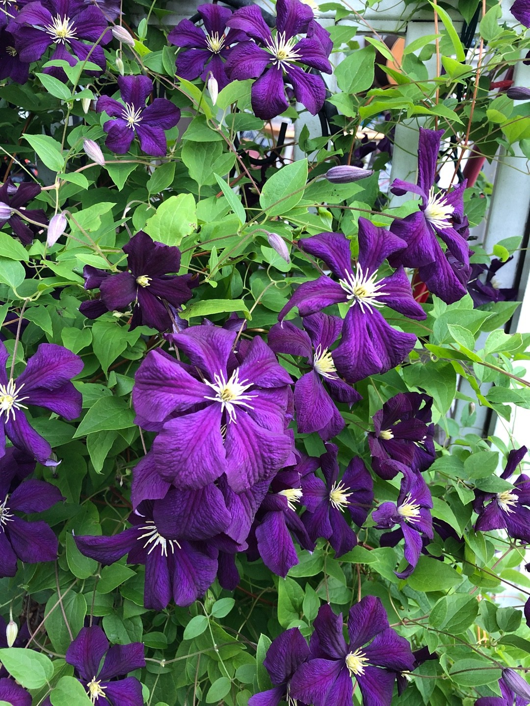 Clematis viticella 'Etoile Violette' - PictureThis