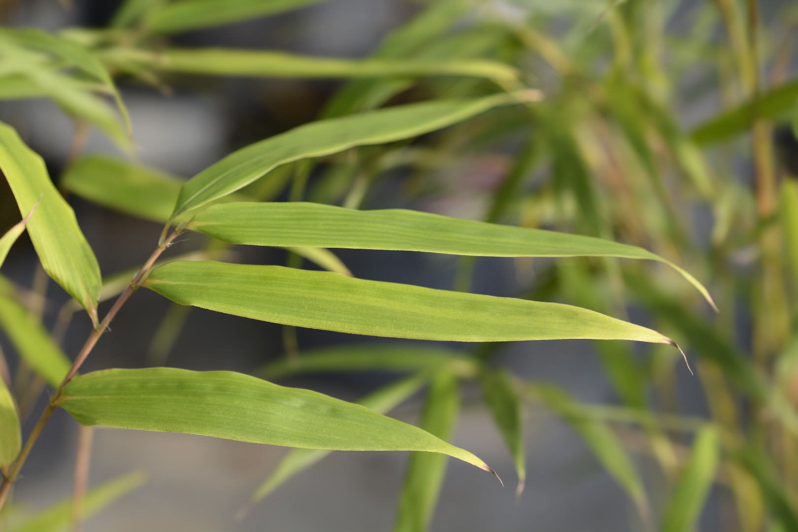 Clumping bamboo 'Asian Wonder' (Fargesia robusta 'Asian Wonder') -  PictureThis