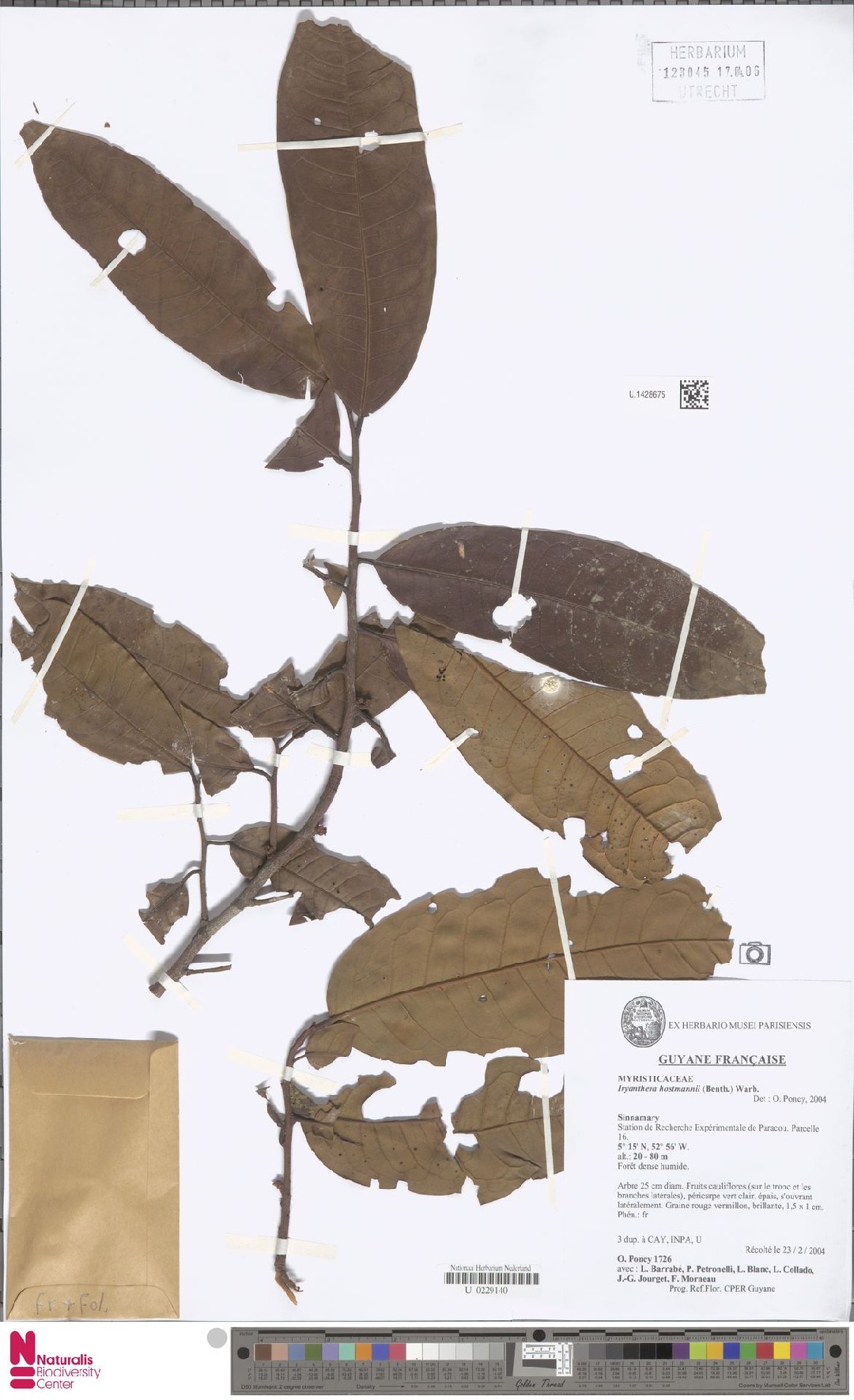 Iryanthera (Iryanthera)