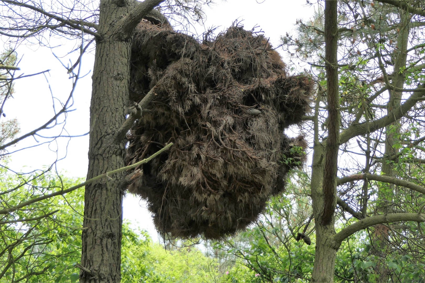 Broom Tree дерево