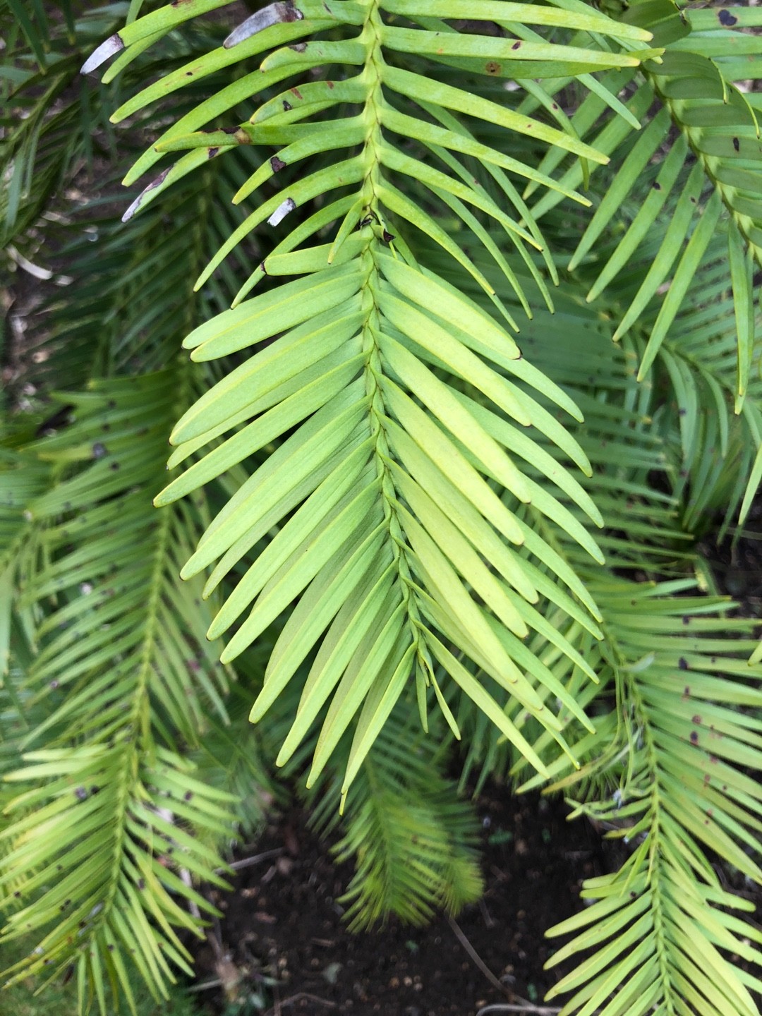 Wollemia nobilis ウォレマイ・パイン 通称ジュラシックツリー-