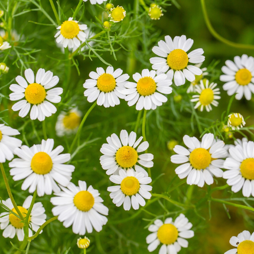 Camomille - Matricaria Chamomilla