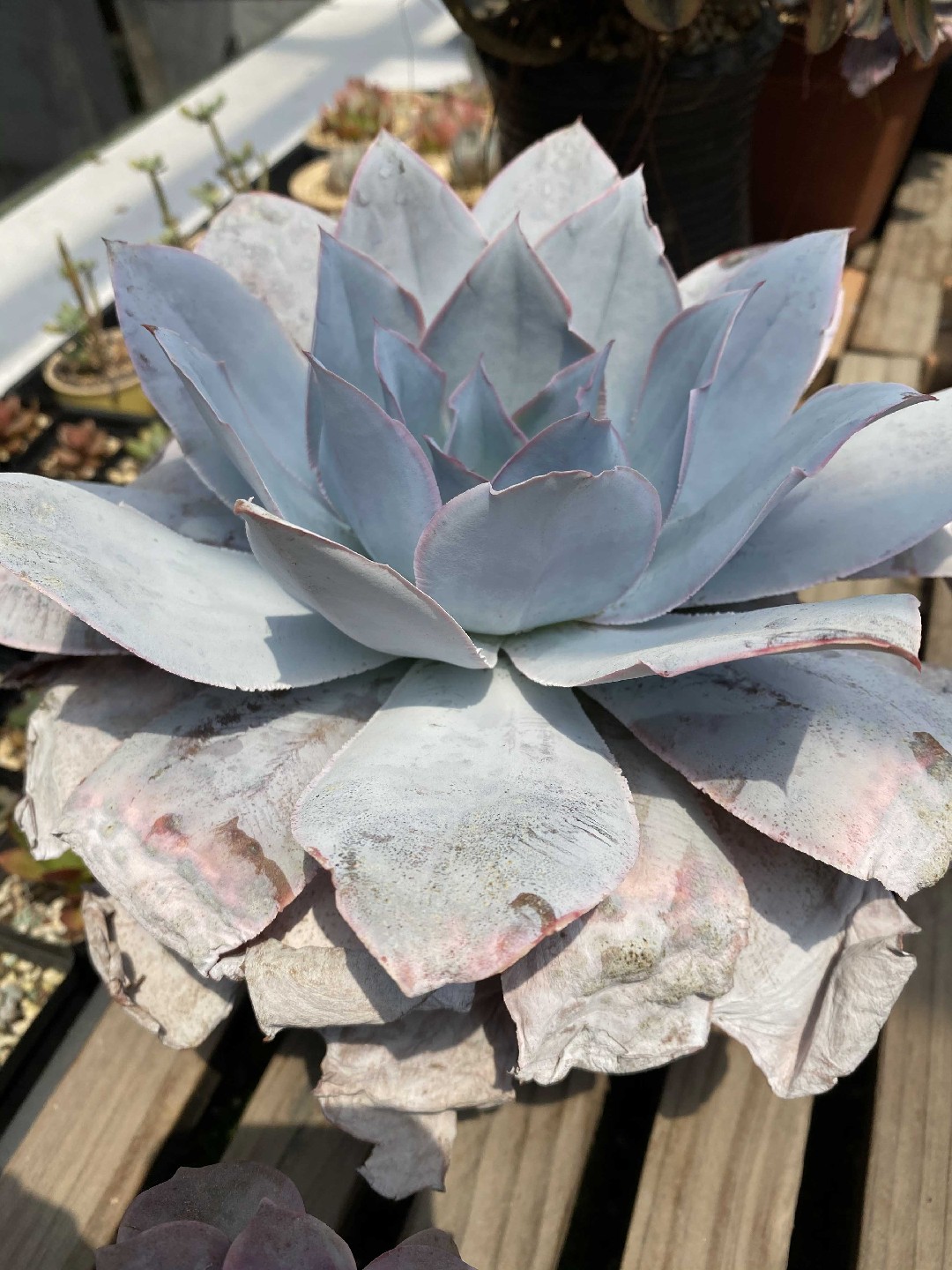 エケベリア カンテ (ケア, 特徴, 花, 画像)