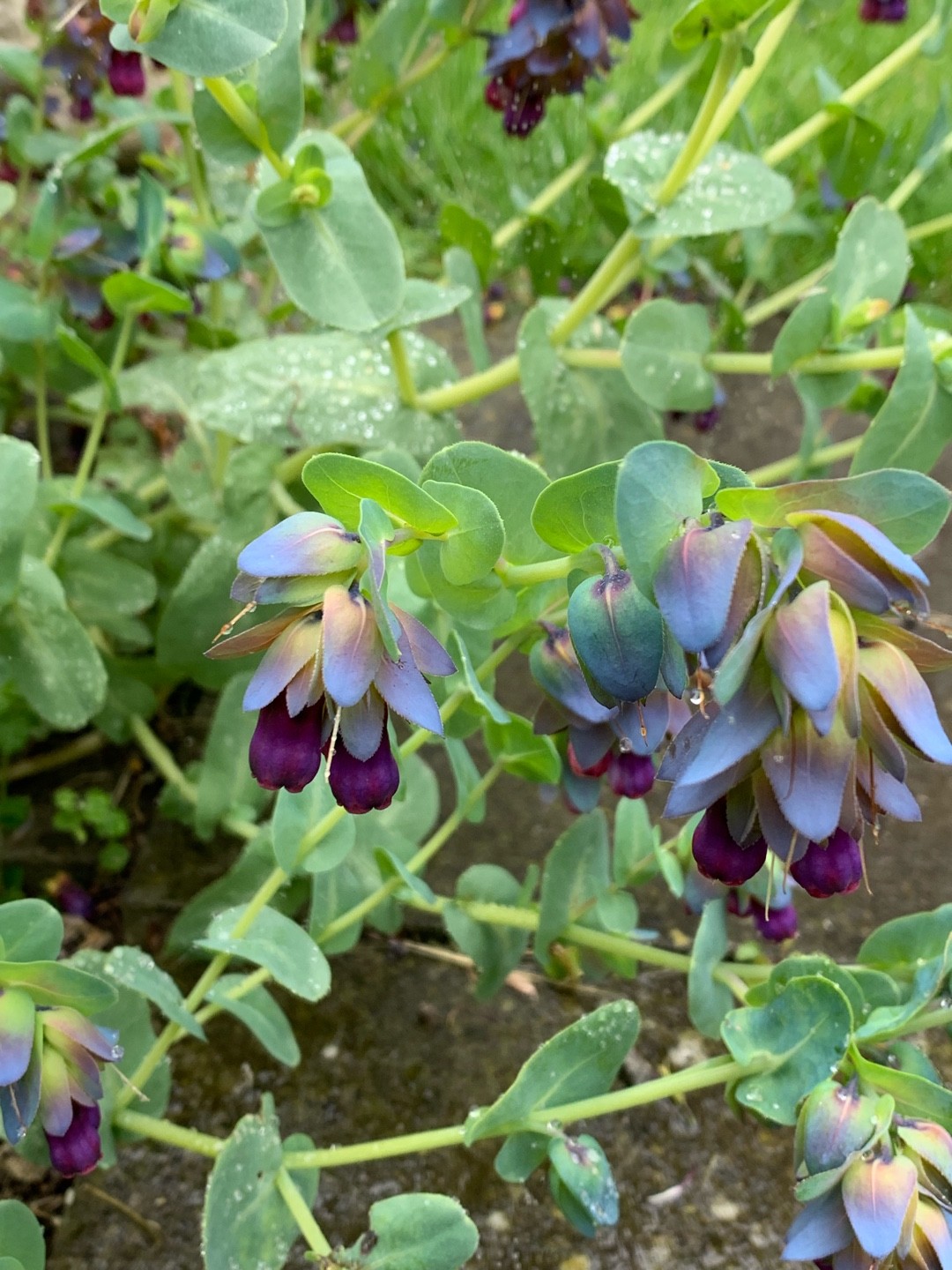 セリンセ・マヨール 'Purpurascens'の育て方・栽培方法