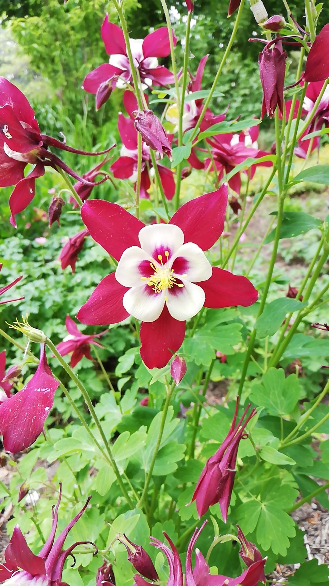 Aquilegia viridiflora - PictureThis