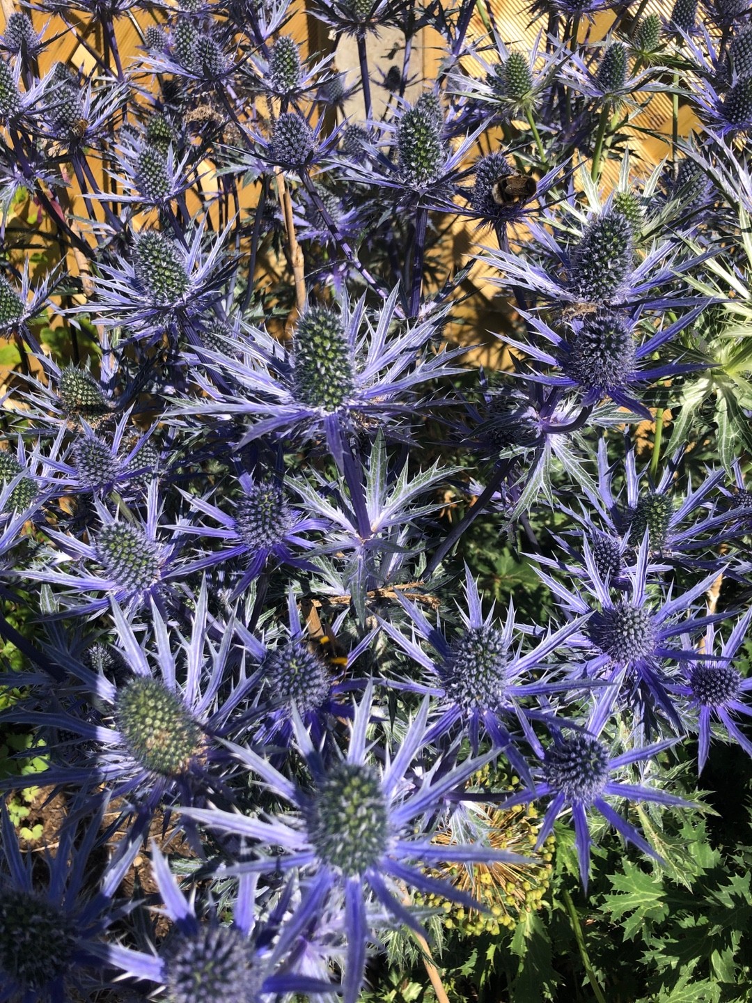 Eryngium bourgatii 'Oxford Blue' PictureThis