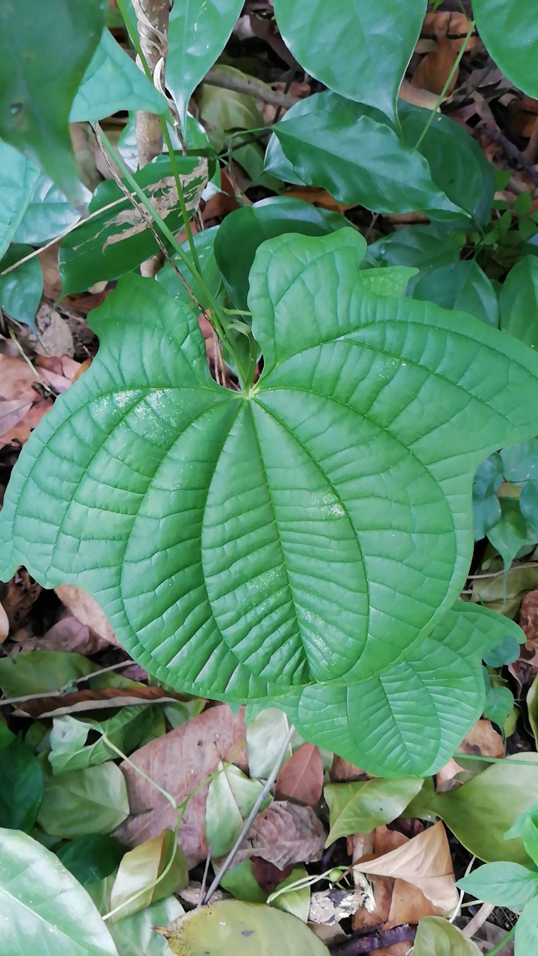 dioscorea sansibarensis - picturethis
