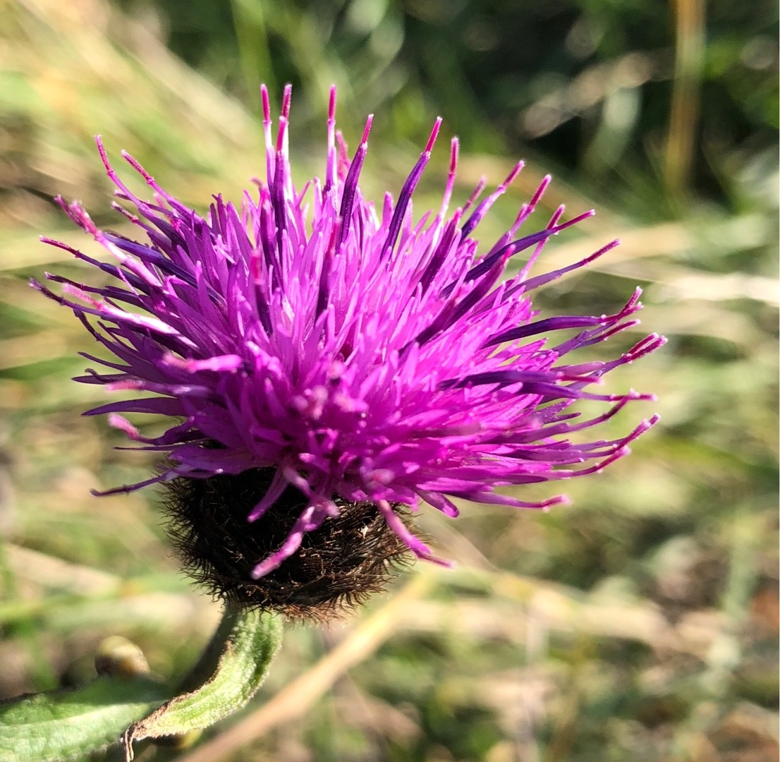 Василёк Луговой. Василёк чёрный Centaurea nigra семена. Серпуха. Серпуха Васильковая гербарий.