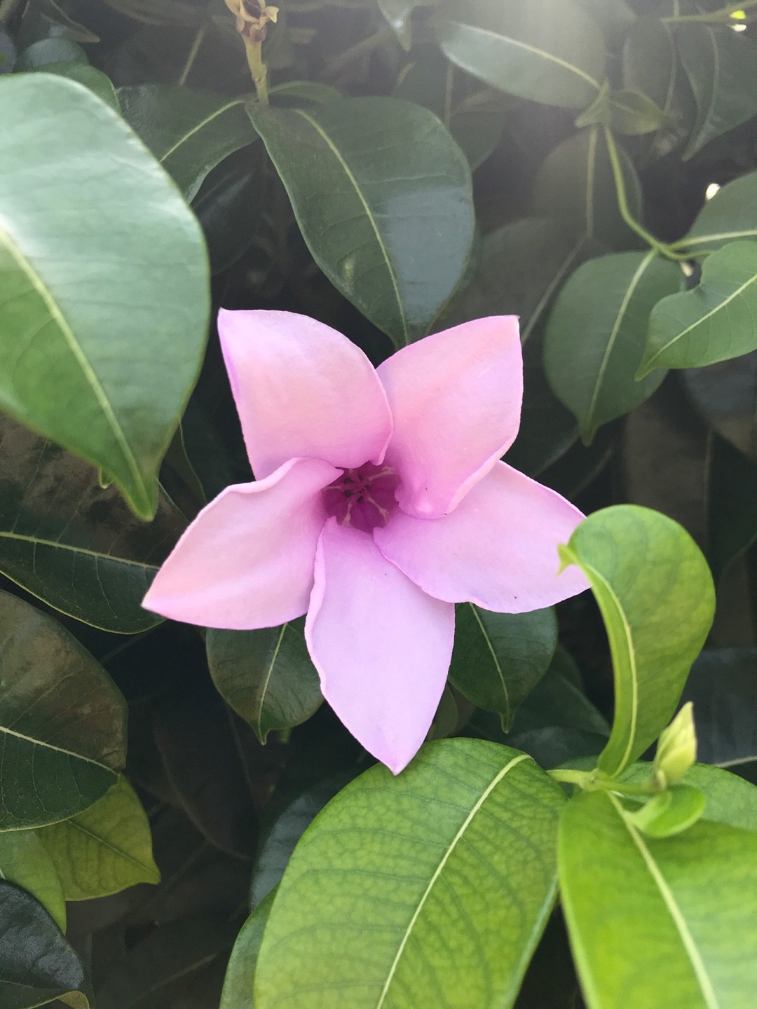 Clavel Sumergido En Agua