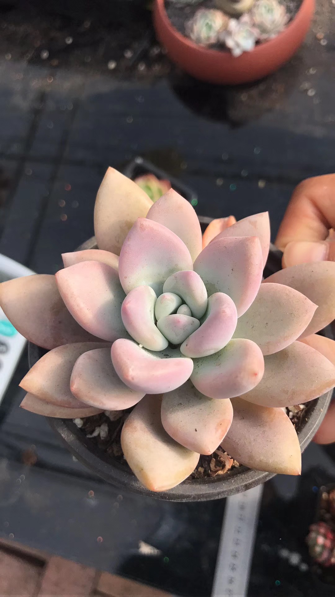 多肉植物 エケベリア fw226オパリナ25個（多肉植物❤️オパリナ