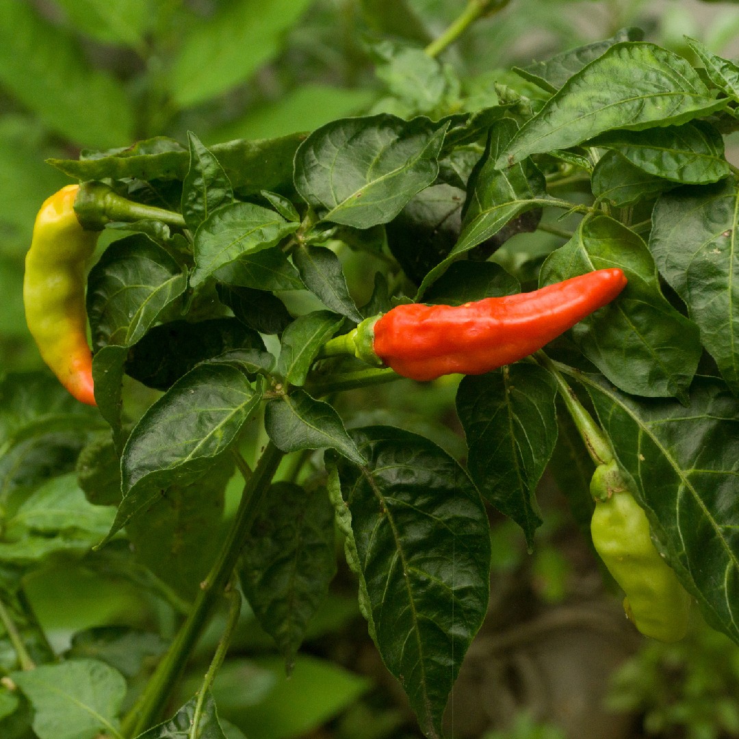 Capsicum - PictureThis