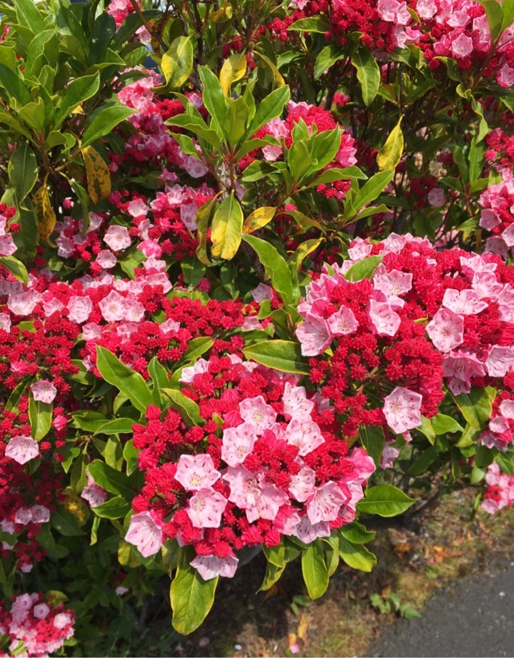 Mountain laurel 'Ostbo Red' (Kalmia 'Ostbo Red') Flower, Leaf, Care, Uses - PictureThis