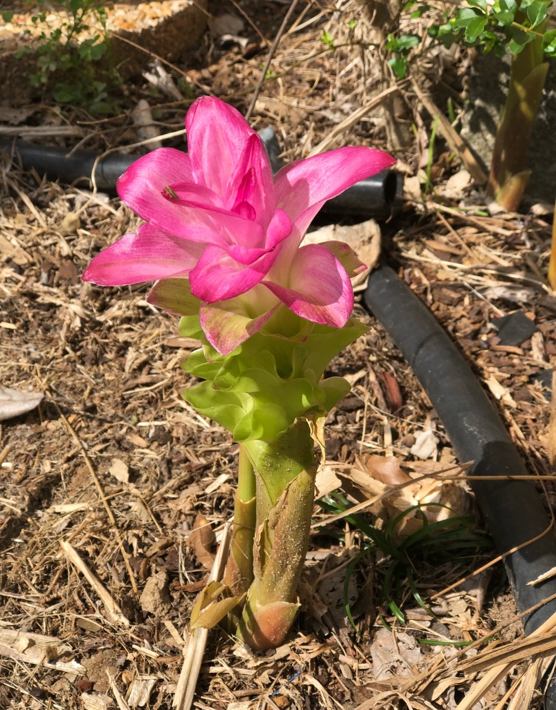 White turmeric (Curcuma zedoaria) Flower, Leaf, Care, Uses - PictureThis