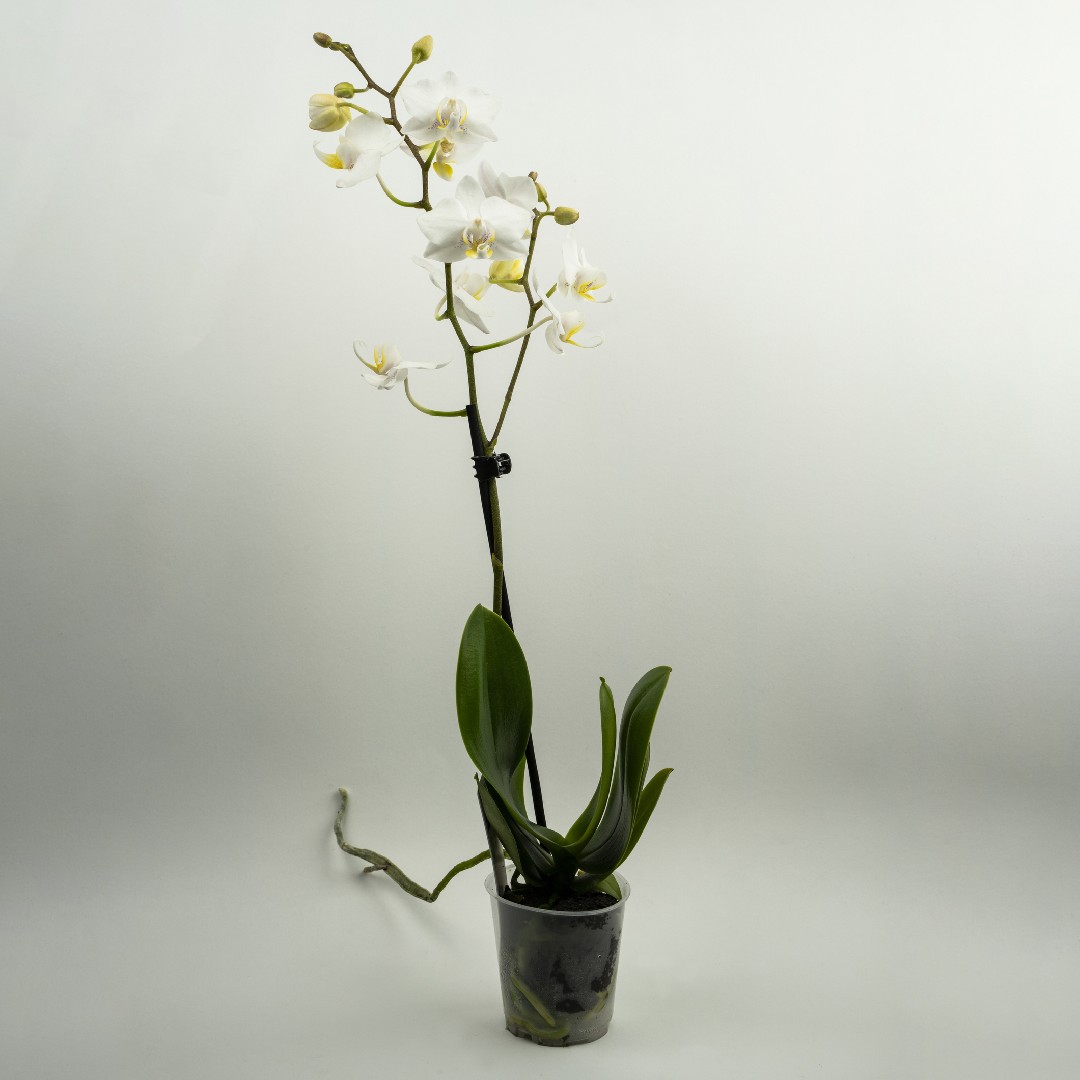 Phalaenopsis aphrodite Cuidados (Como Cuidar, Doenças, Podar) - PictureThis