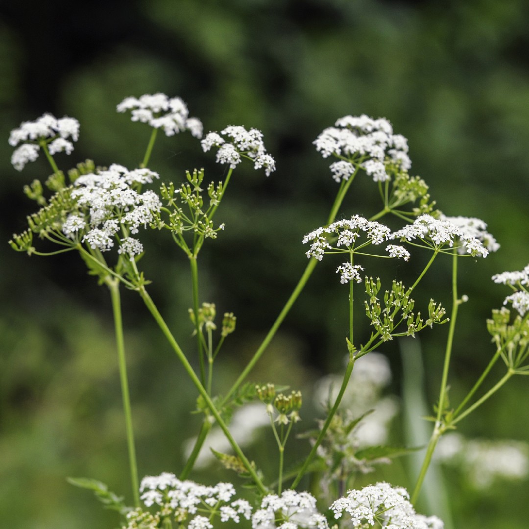cow parsley (anthriscus sylvestris) flower, leaf, care, uses