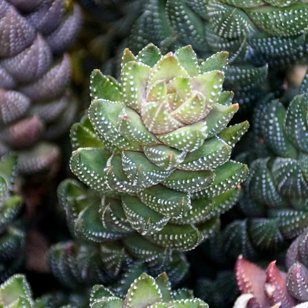 Хавортия coarctata. Хавортия Жемчужная. Хавортия сжатая. Haworthia coarctata variegated.