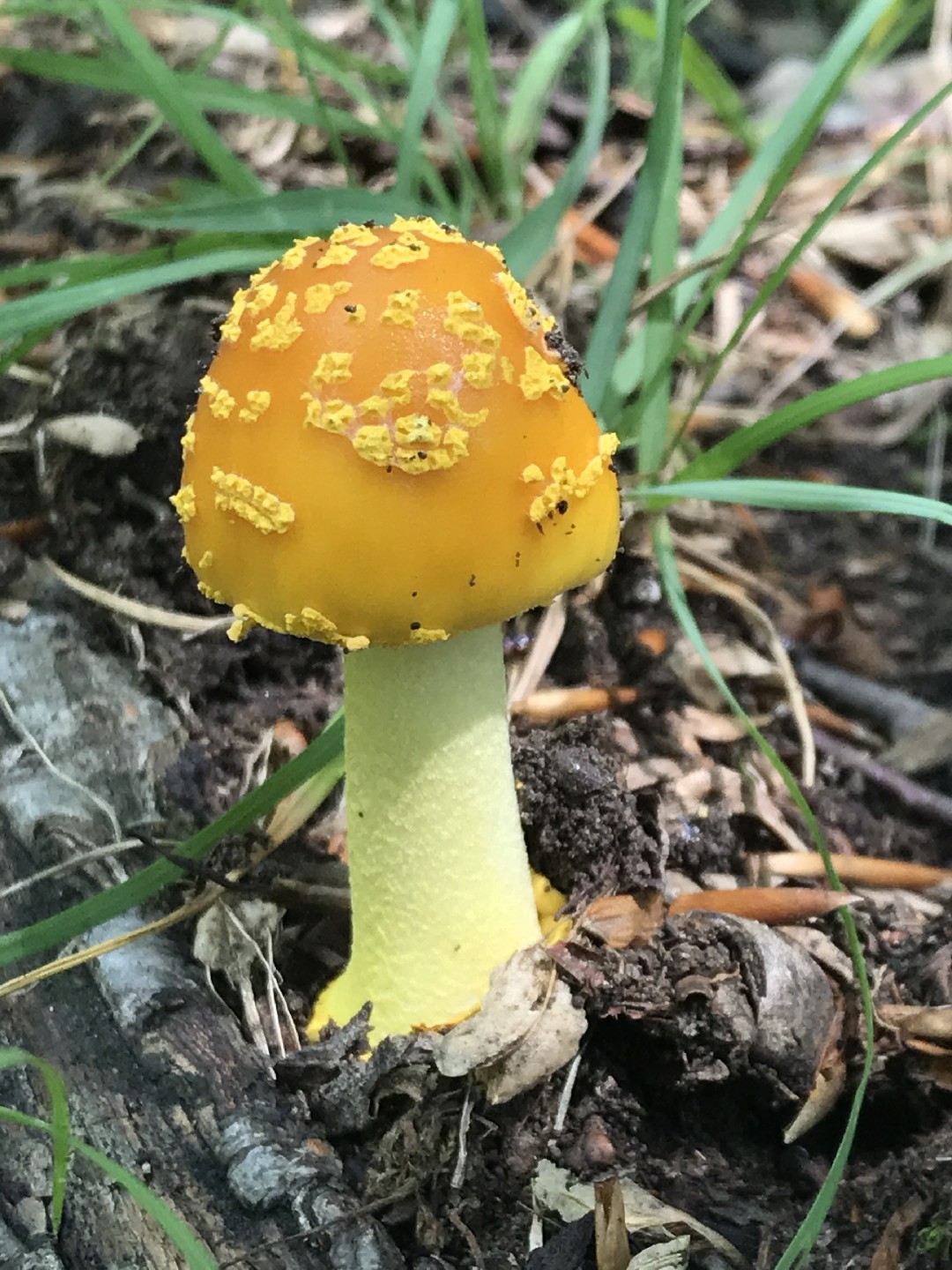 蘑菇的季节| www.wenxuecity.com, image size:1080x1440