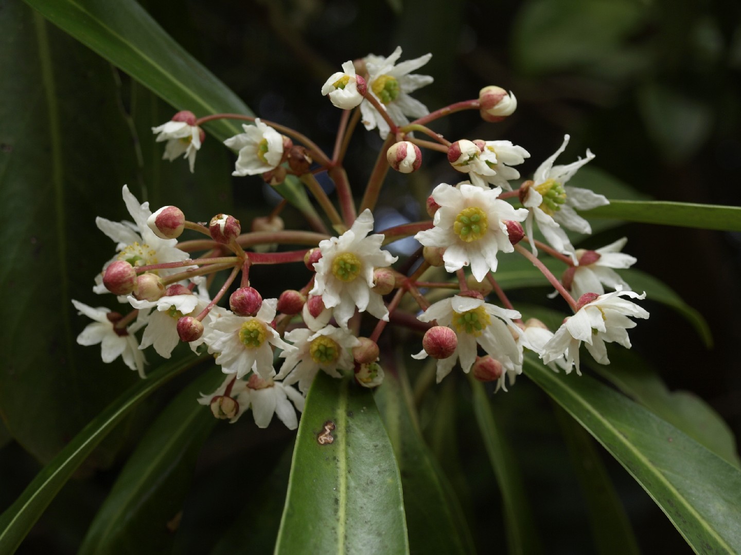 Casca-de-anta (Drimys winteri) - PictureThis