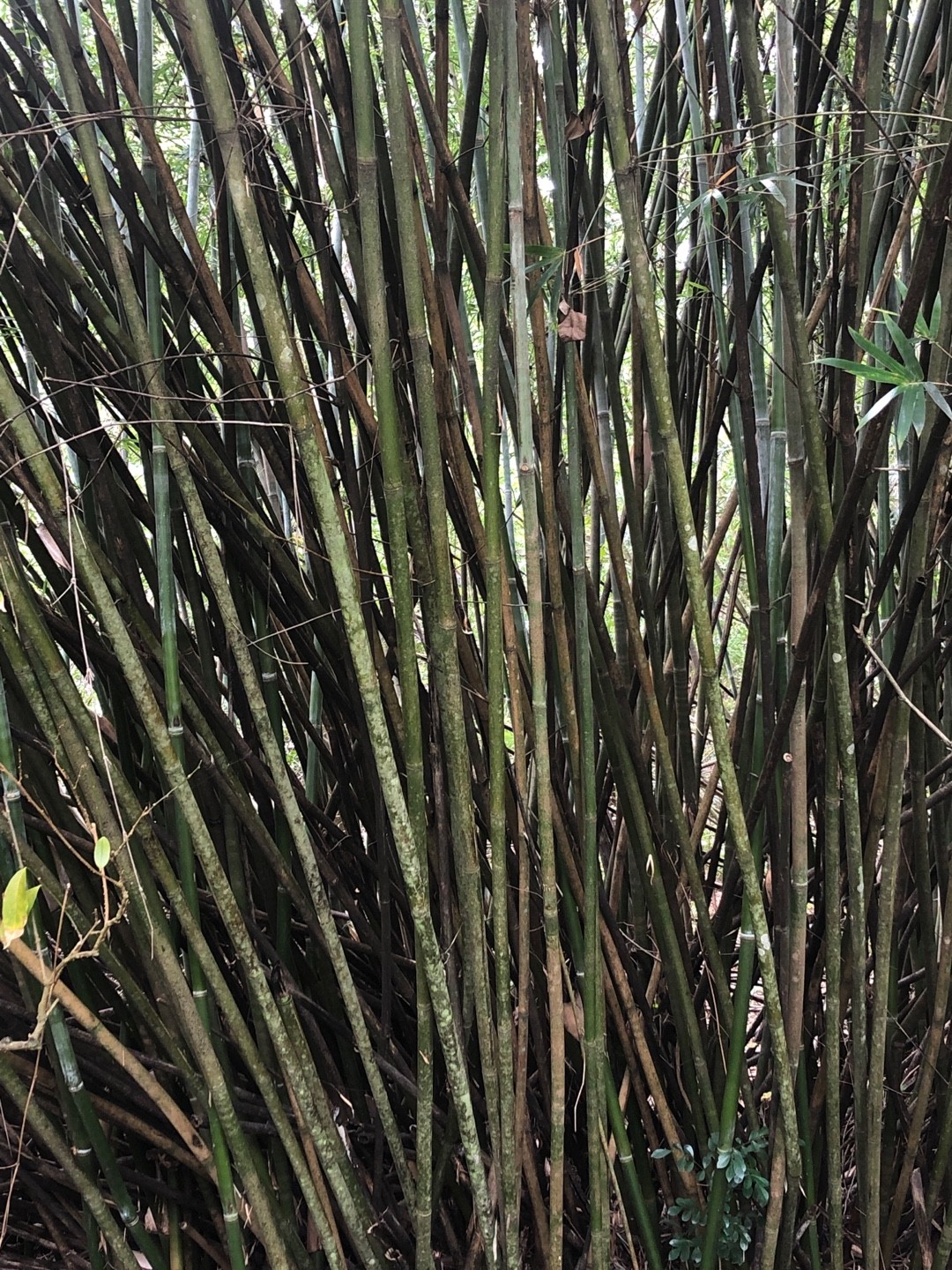 Bambou nain (Pleioblastus)