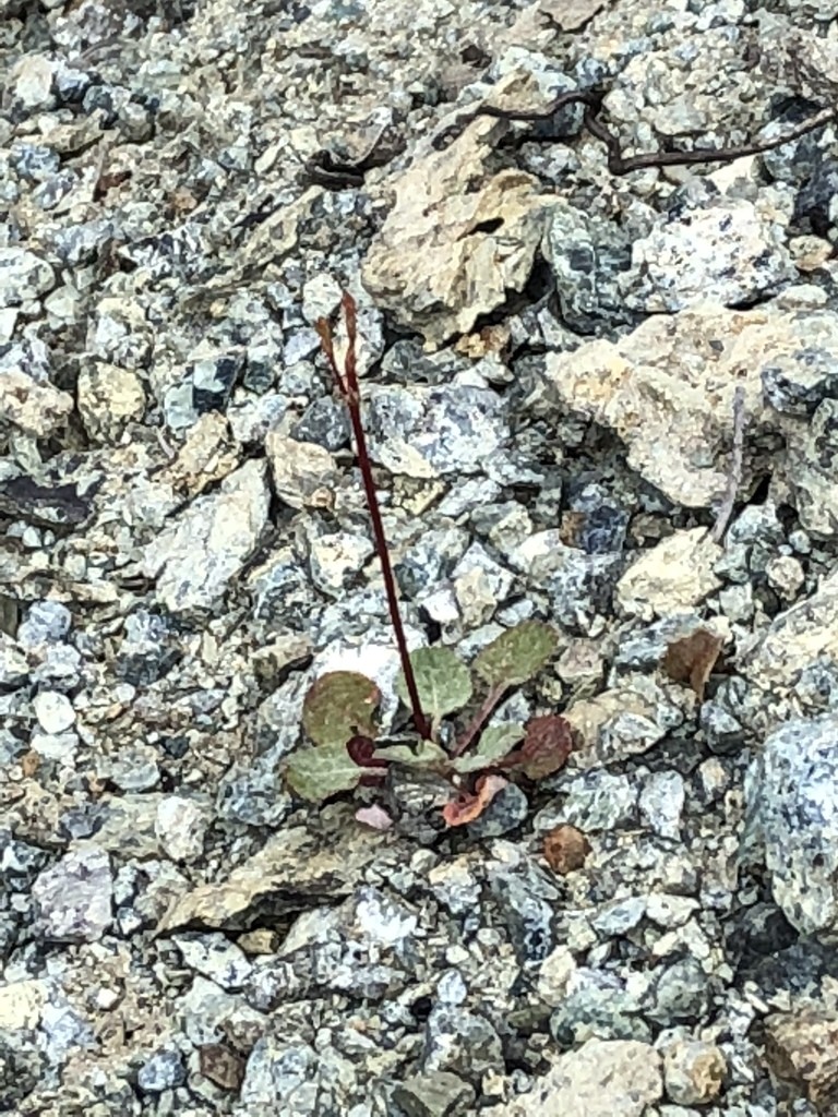 Eriogonum luteolum PictureThis