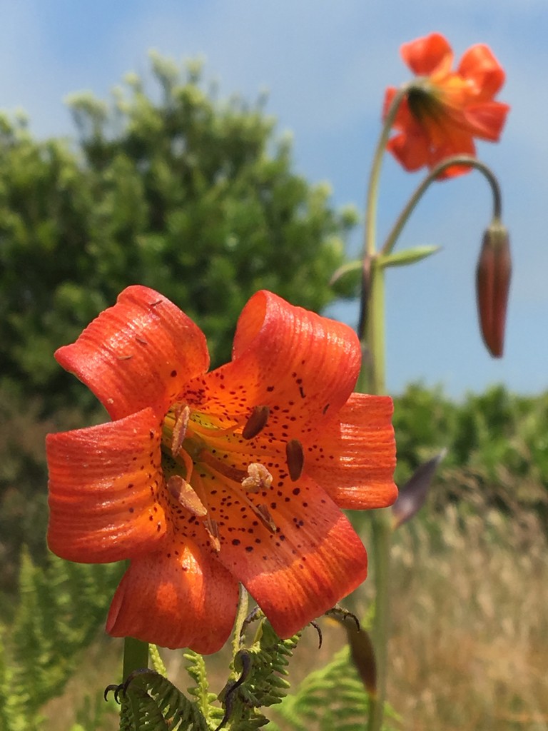 Lilium maritimum PictureThis