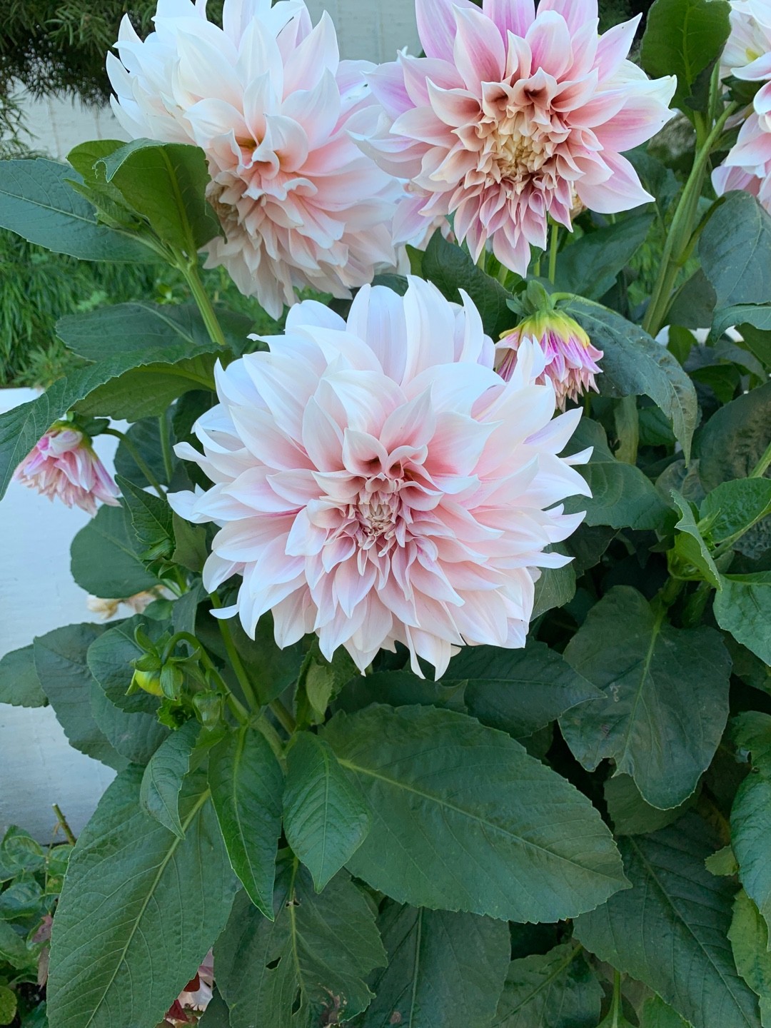 How to Grow and Care for Garden dahlia 'Caf au Lait'