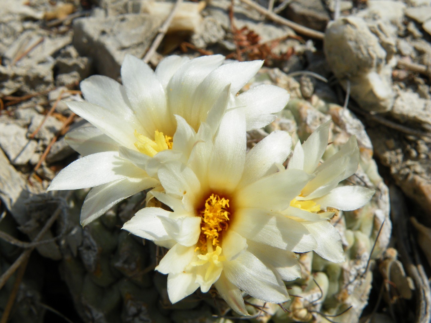 Strombocactus disciformis - PictureThis