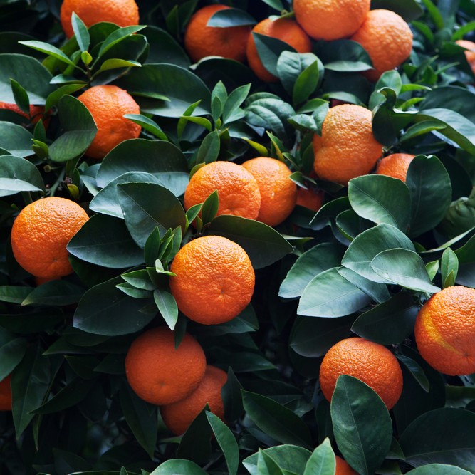 Preference for oranges protects fruit flies from parasites