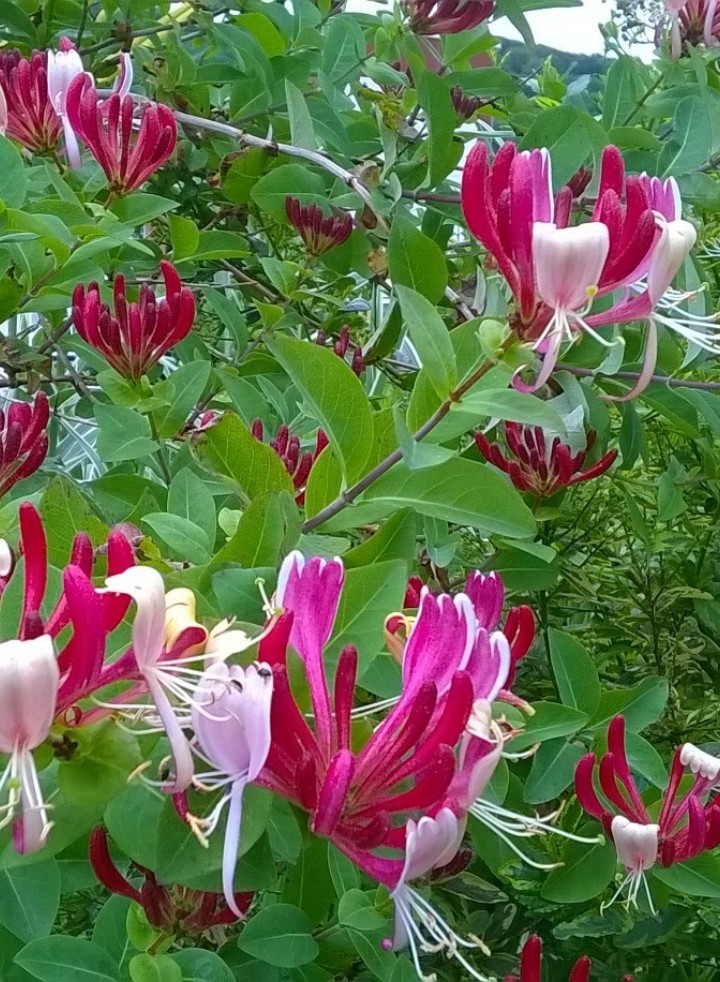European honeysuckle 'Peaches and Cream' (Lonicera periclymenum